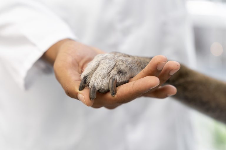 Dierenklinieken